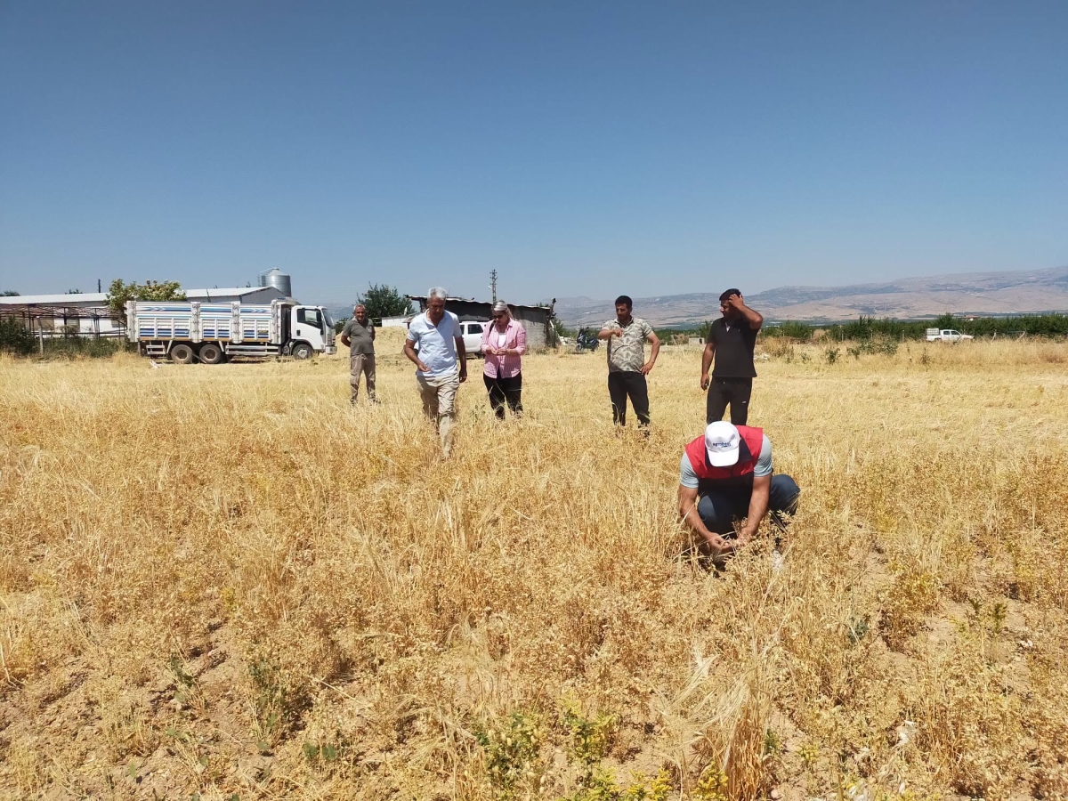 Yeşilyurt'ta TAKE Projesi Kapsamında Nohut Hasadı Yapıldı