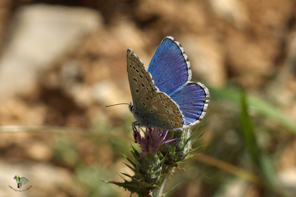 Malatya’nın Kanatlı Hazinelerinin İzinde: Kelebek Avcılarından 2 Günlük Doğa Mesaisi
