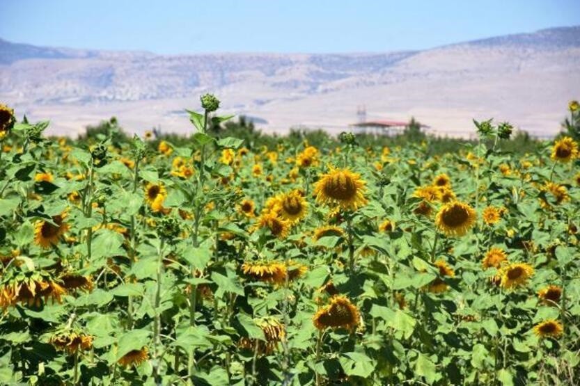Ayçiçek Yağı, Yazıhan'da kadın eliyle üretilecek