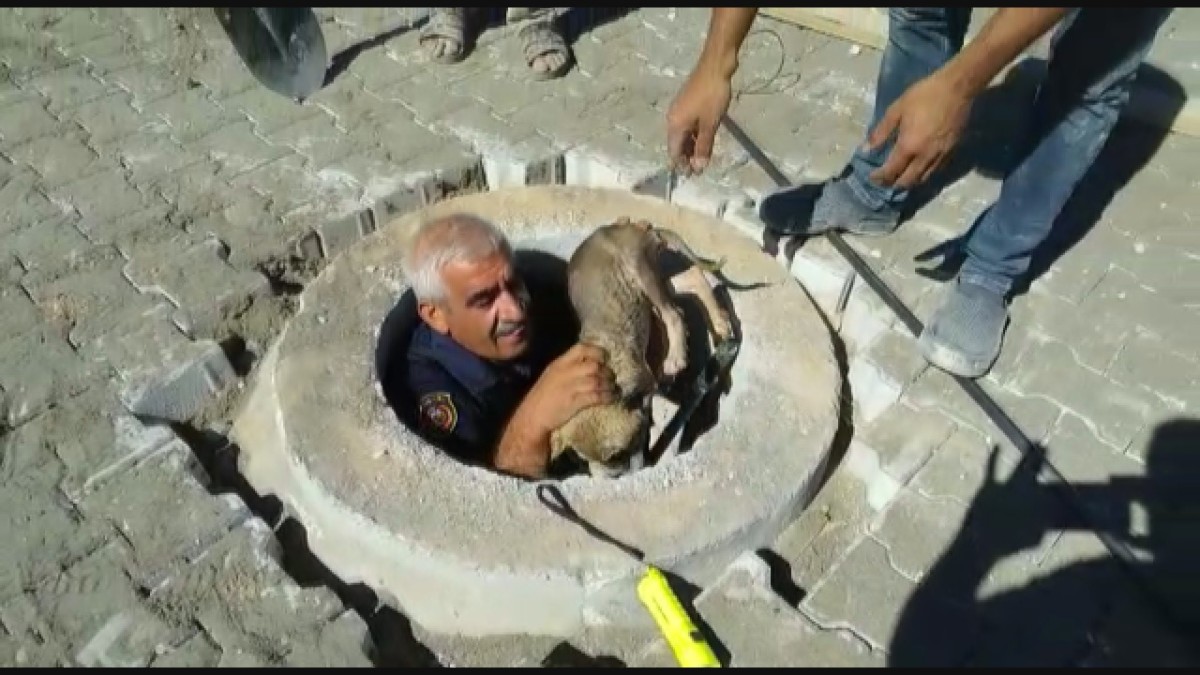 Kuyuya düşen yavru köpek itfaiye ekipleri tarafından kurtarıldı