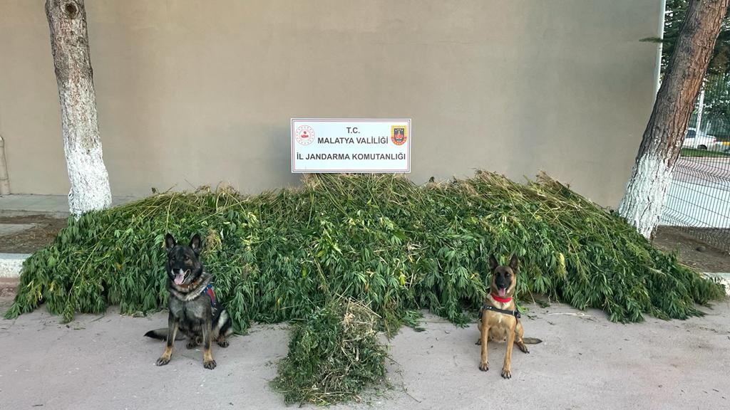Dronlu uyuşturucu operasyonunda 4 kilo esrar ve 5 bin 507 kök kenevir ele geçirildi