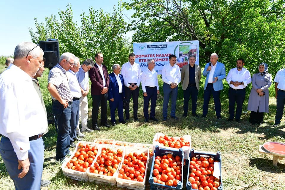 Yeşilyurt’ta domates hasat etkinliği