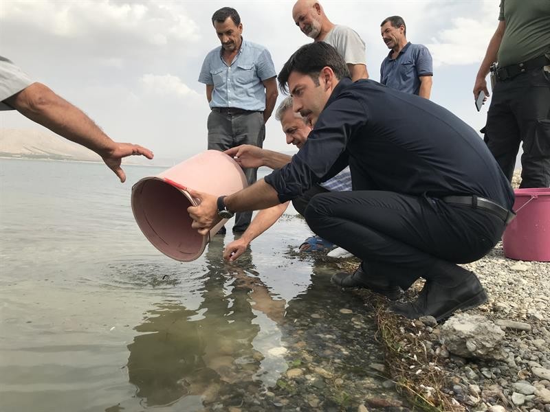 Göletlere 2,5 milyon yavru sazan bırakıldı