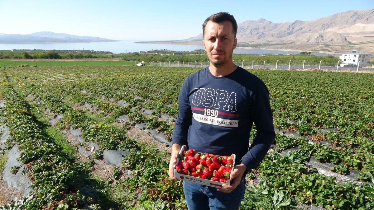 Kırmızı elmas çilekte hasat devam ediyor