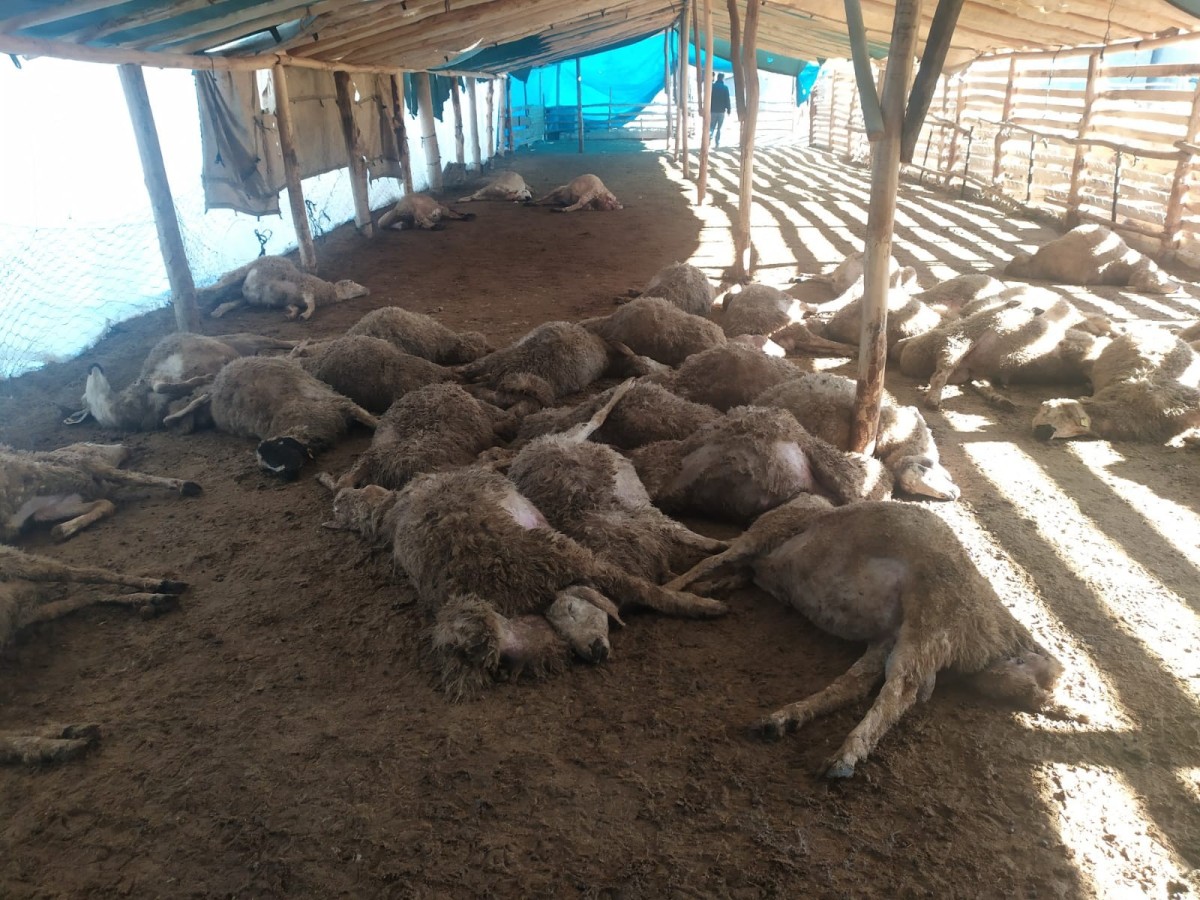 Ağıla giren kurt sürüsü, 42 koyunu telef etti