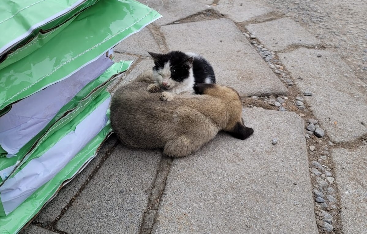 Soğuktan üşüyen köpek ve kedinin dayanışması yürekleri ısıttı