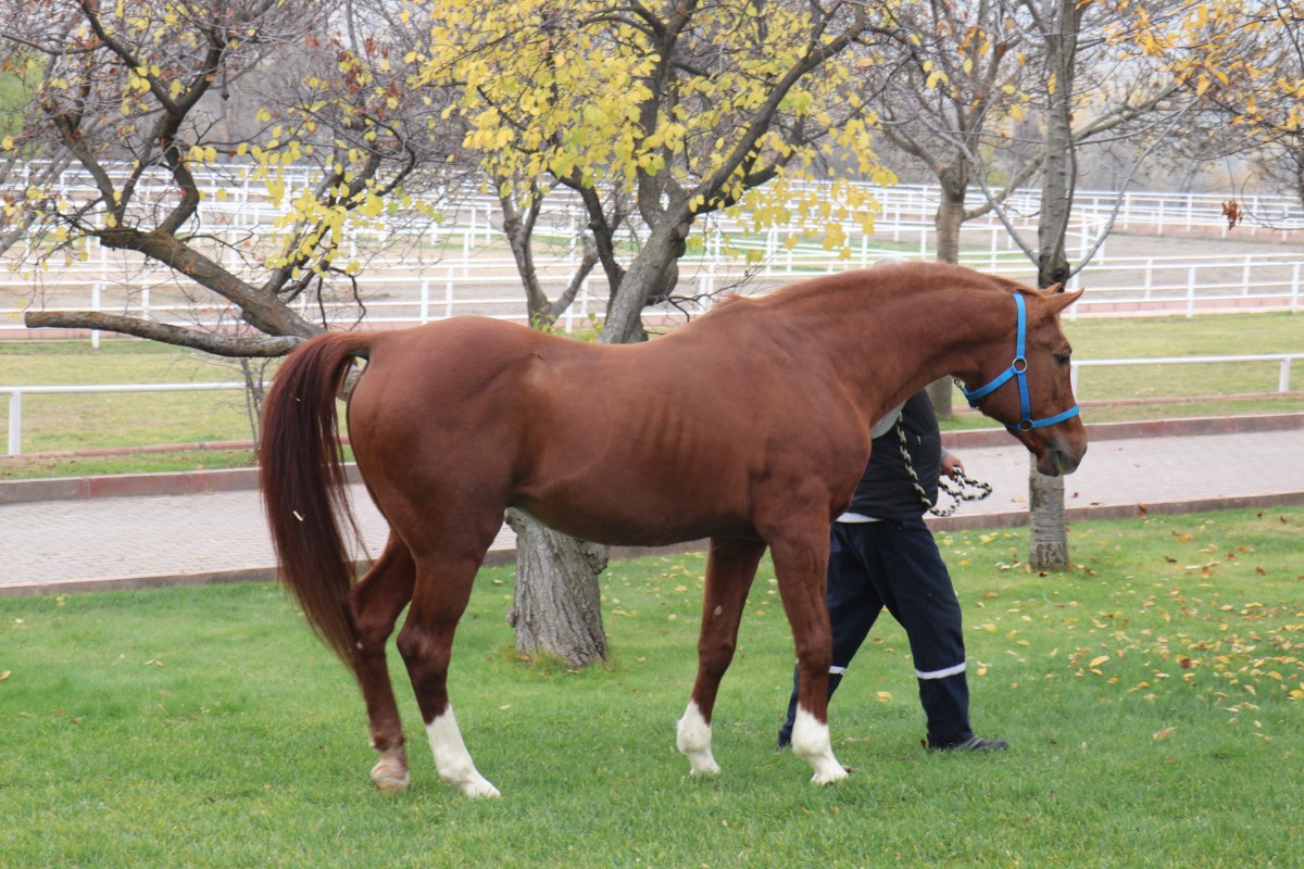 Özgünhan: Sultansuyu'nun en gözde atı