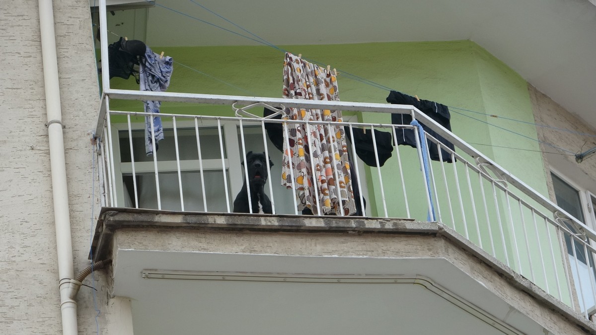 Evde yalnız bırakılan köpek, polisi alarma geçirdi