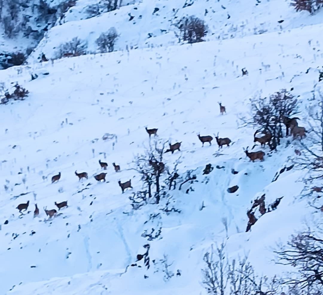 Kar altında yiyecek arayan yaban keçileri görüntülendi