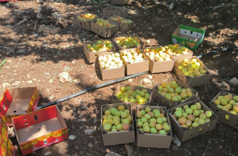 Kayısı hasadı sürüyor