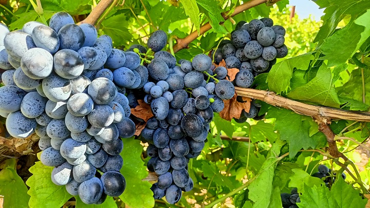Köhnü üzümünde hasat başladı
