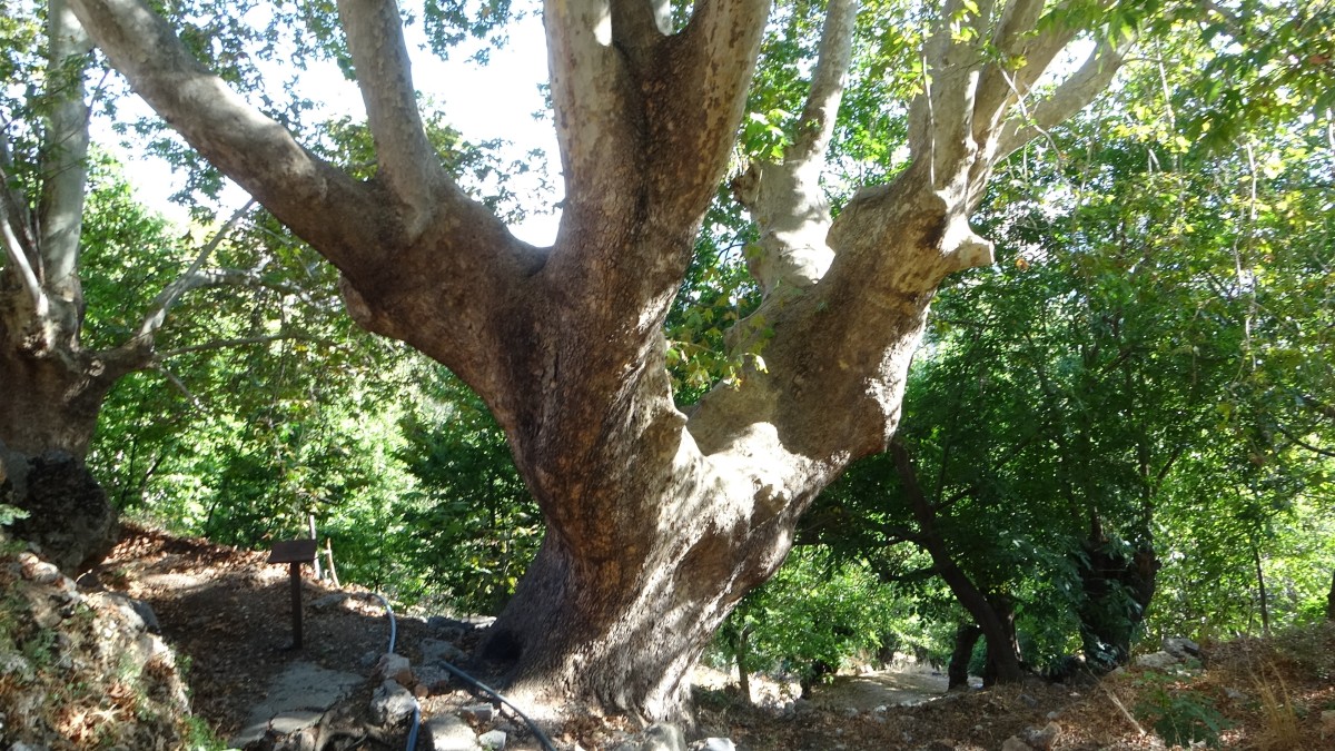 500 yıllık anıt ağacın levhasına sehven 100 yaşında olduğu yazıldı