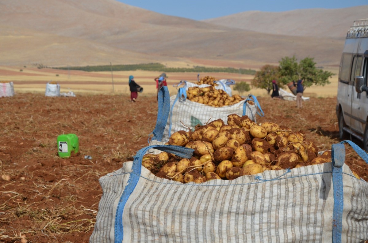 Darende'de patates hasadına başlandı