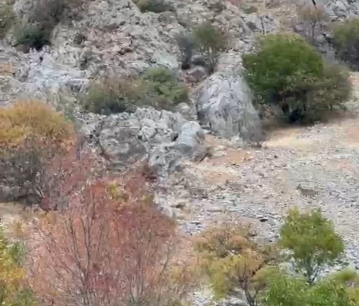 Yaban keçileri sürü halinde görüntülendi