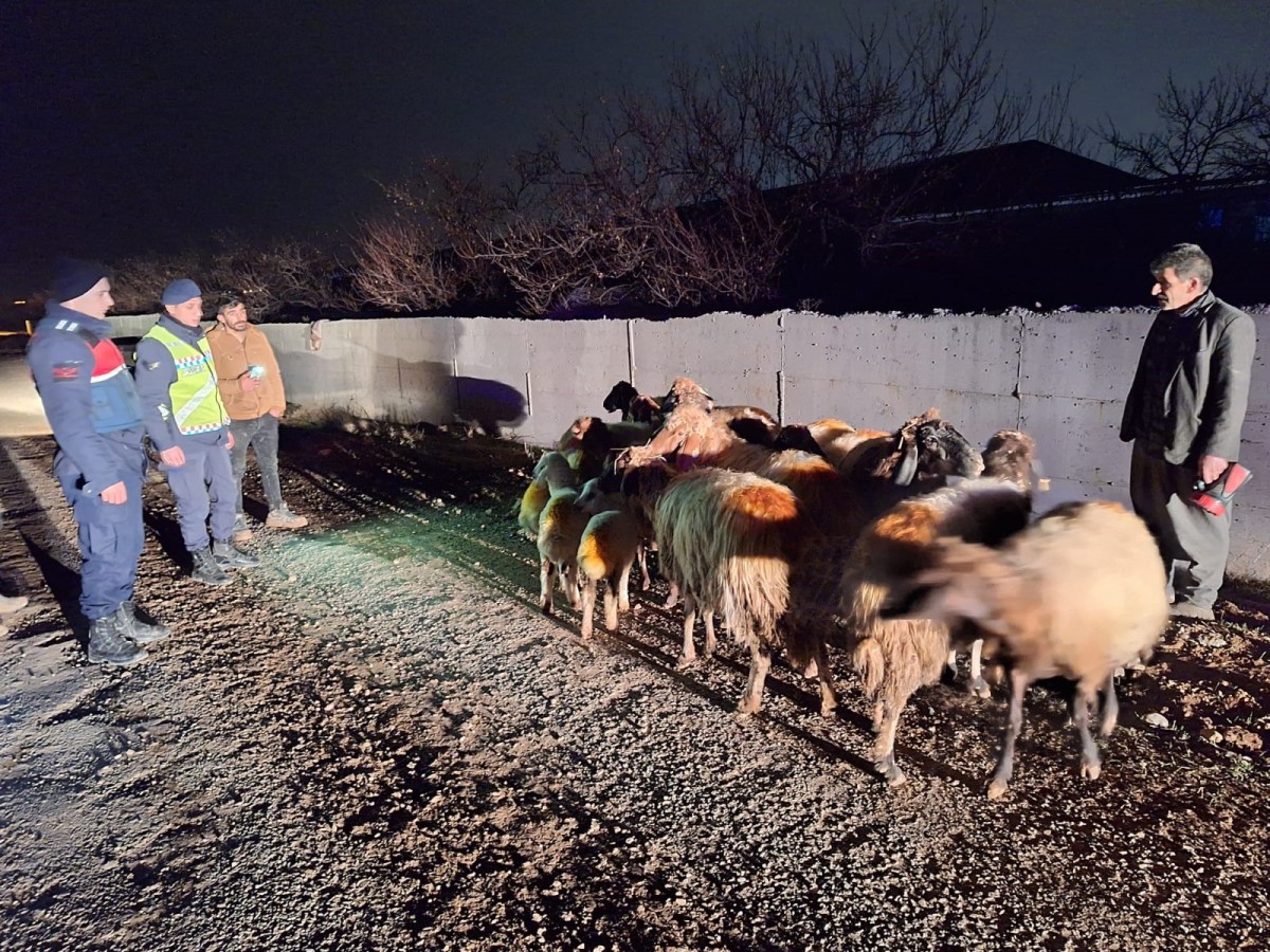 Kayıp koyunları jandarma buldu