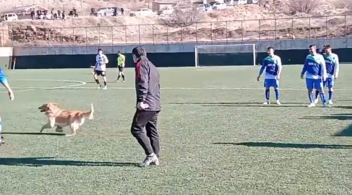  Sahaya giren köpek,  Amatör maçta komik anlara sebep
