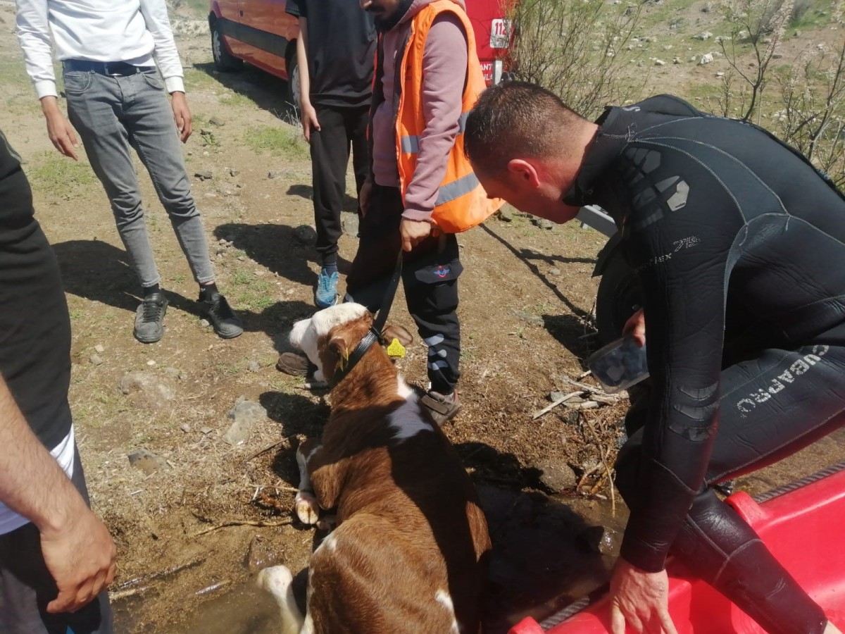 Baraja düşen dana kurtarıldı
