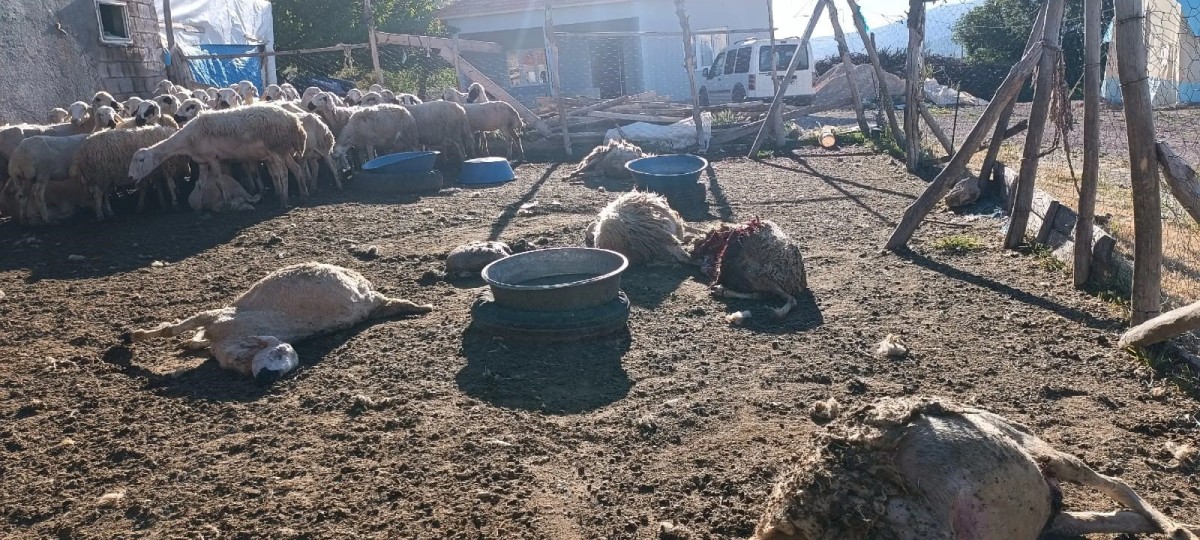 Ağıla giren kurt 8 koyunu telef etti