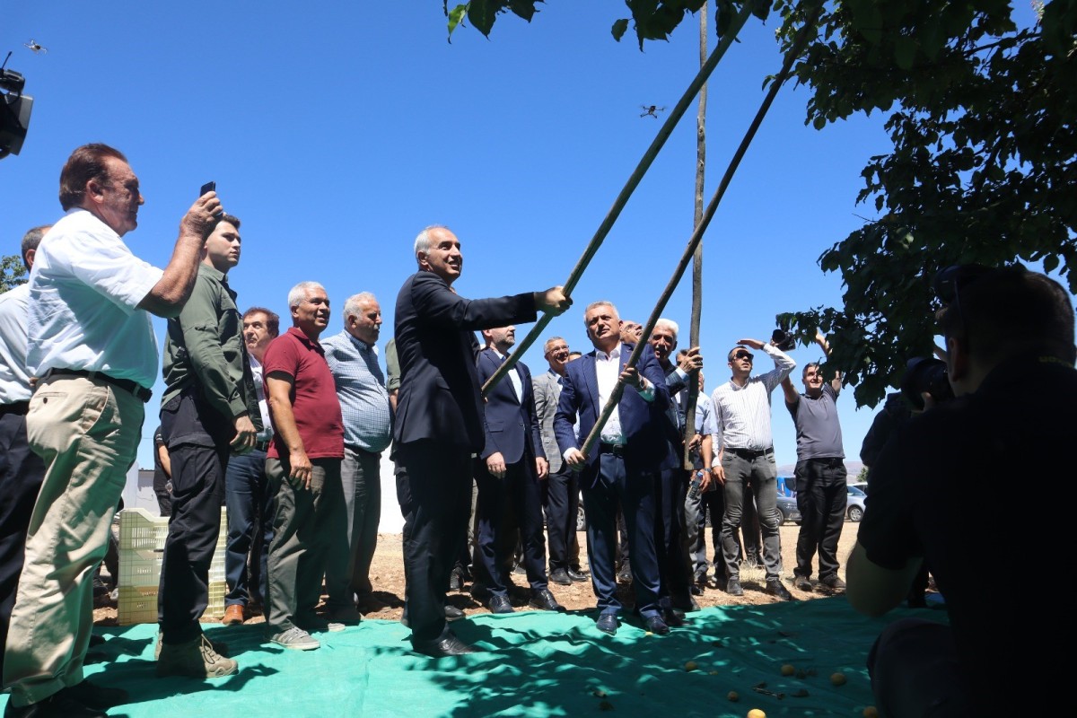 Kayısı hasat şenliği düzenlendi