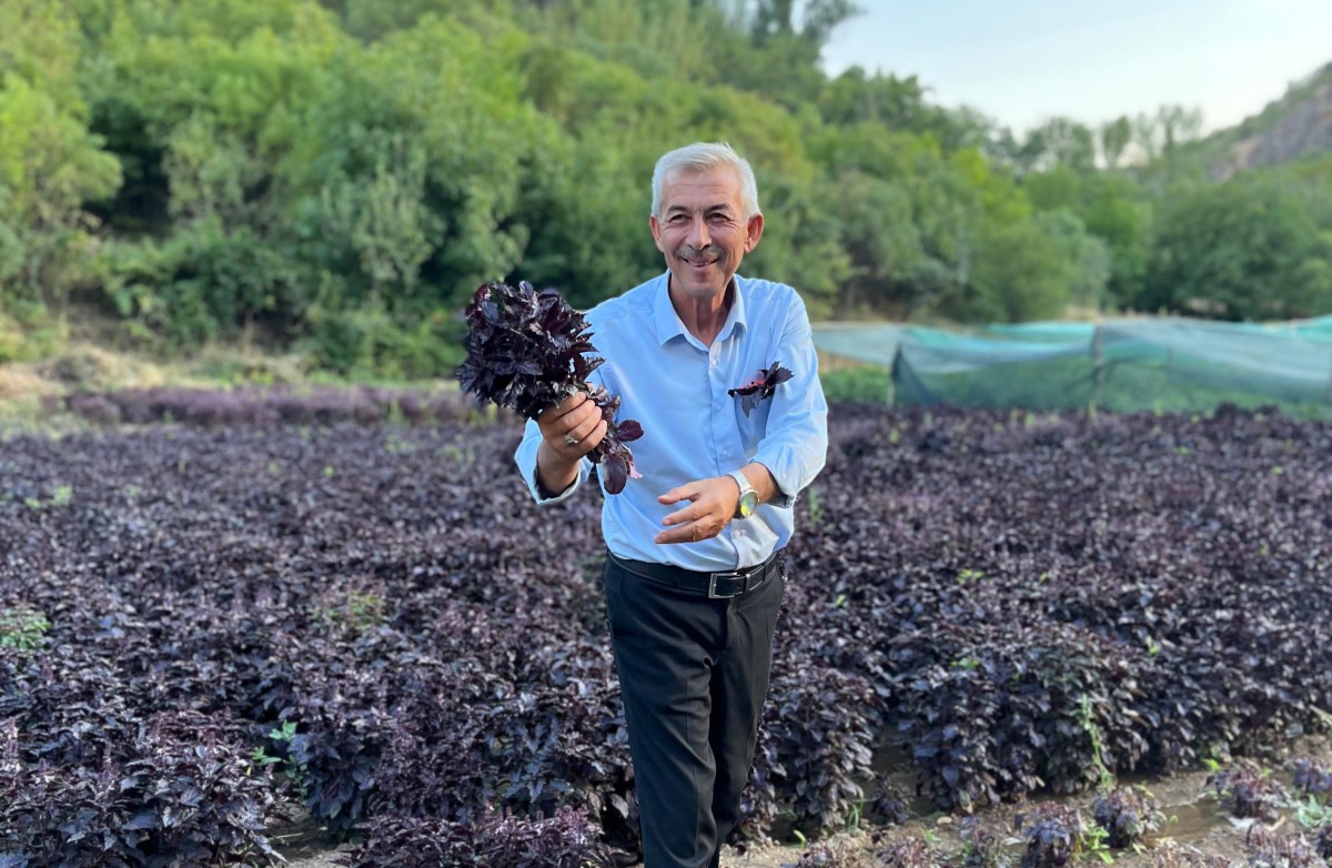 Mor Reyhan’da Hasat Dönemi