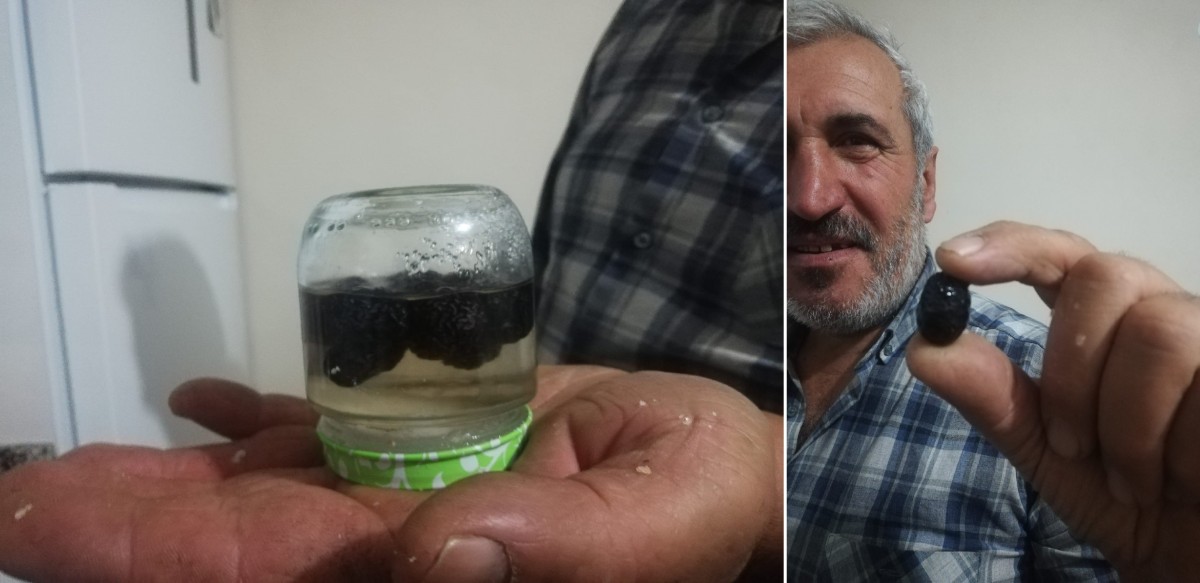 Malatyalı çiftçinin zeytin sevinci