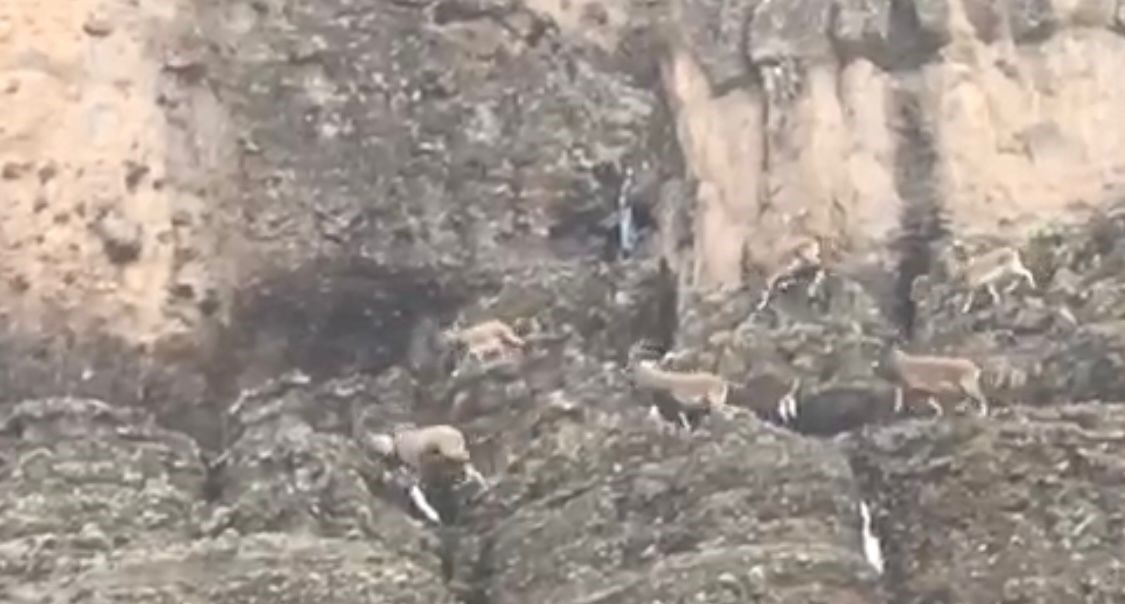 Sürü halindeki yaban keçileri görüntülendi