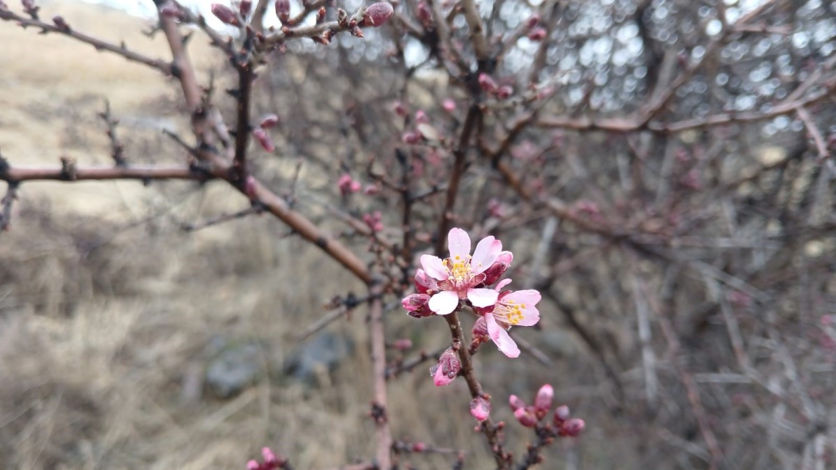 Kar yağışı devam ederken Pütürge'de nevruz ve badem ağaçları çiçek açtı
