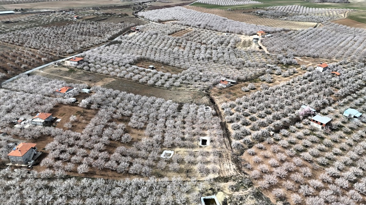 Kayısı üreticileri zirai don tehlikesiyle karşı karşıya