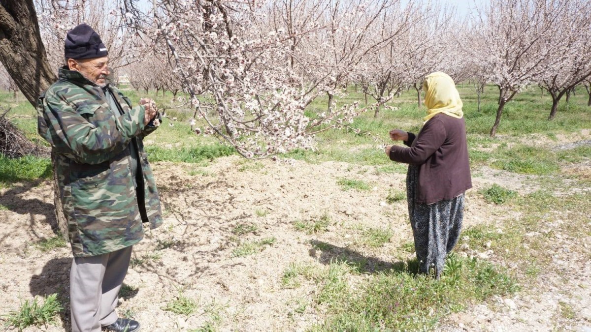 Dondan etkilenen kayısıda hasar tespit çalışmaları başladı