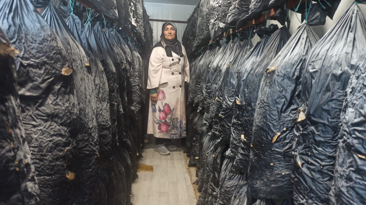 Konteyner kentte mantar üretimi yapan kadın girişimciler