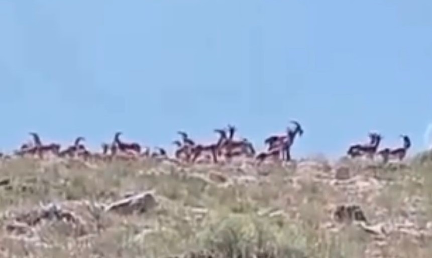 Sürü halindeki yaban keçileri görüntülendi
