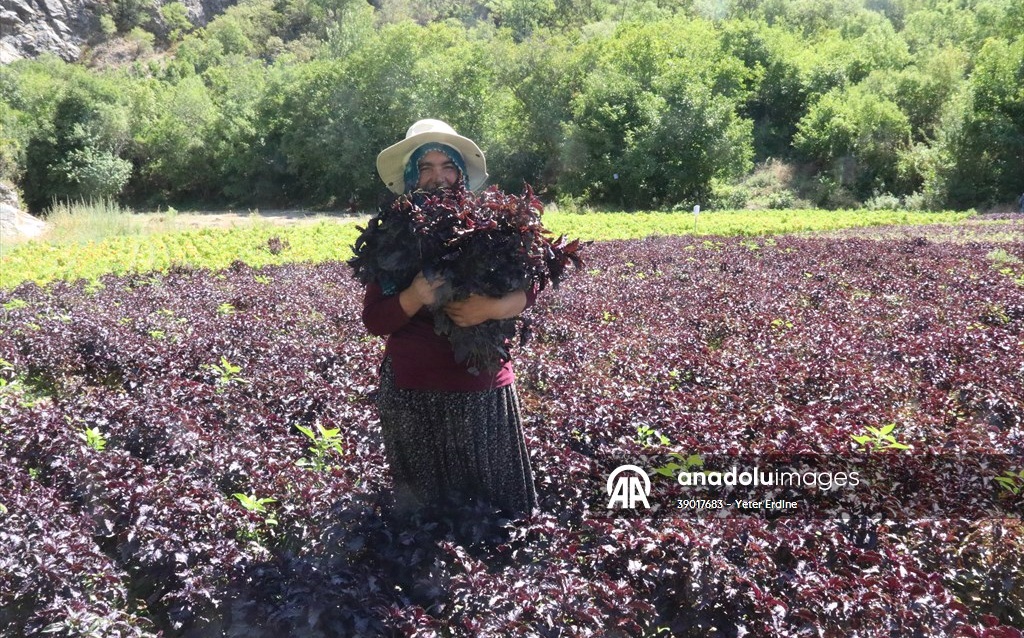 Arapgir'in tescilli mor reyhanında ve köhnü üzümünde hasat yapılıyor