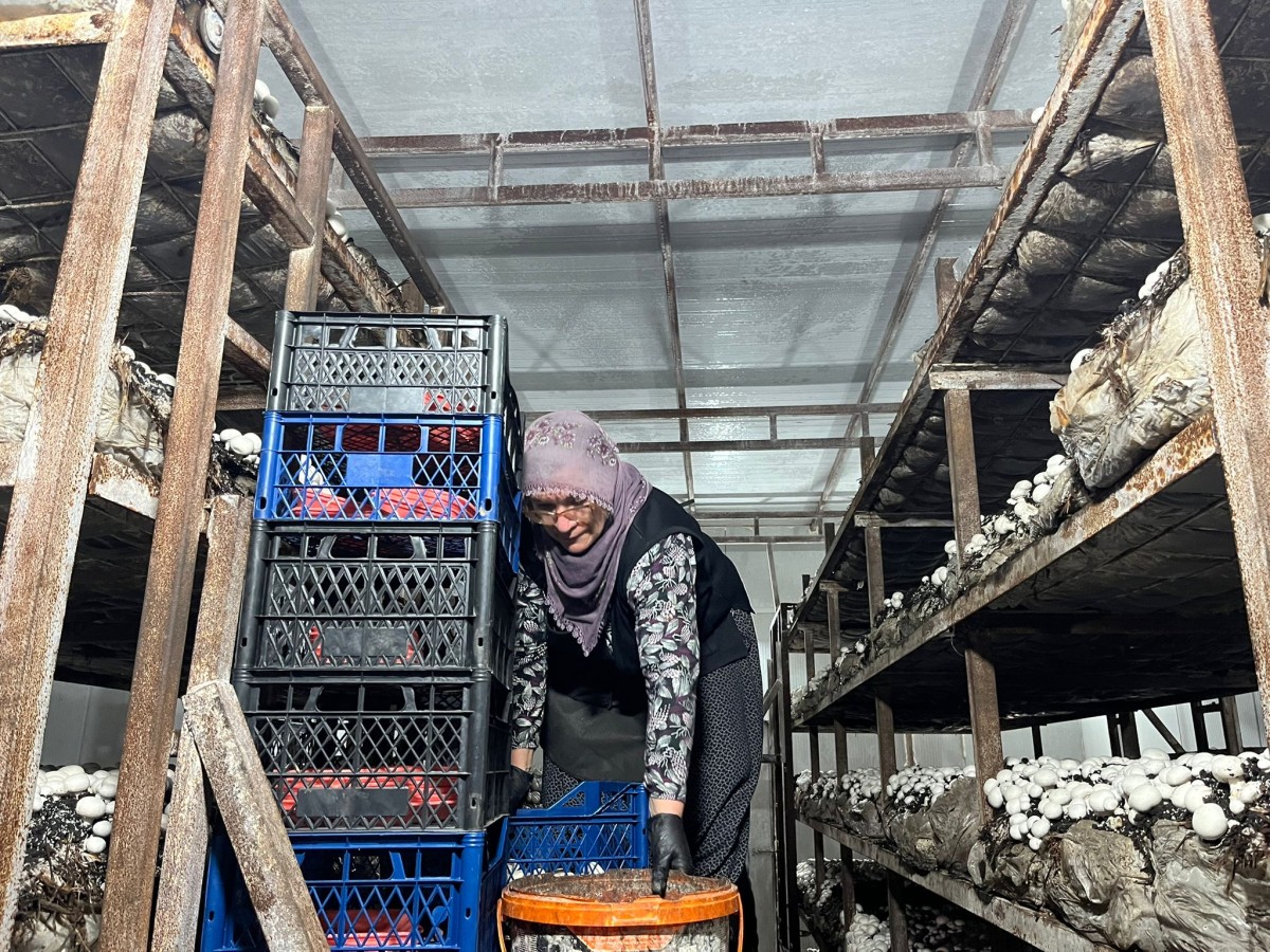 Malatya’da Alternatif Tarım Atağı: Ayda 15 Ton Mantar Üretiliyor