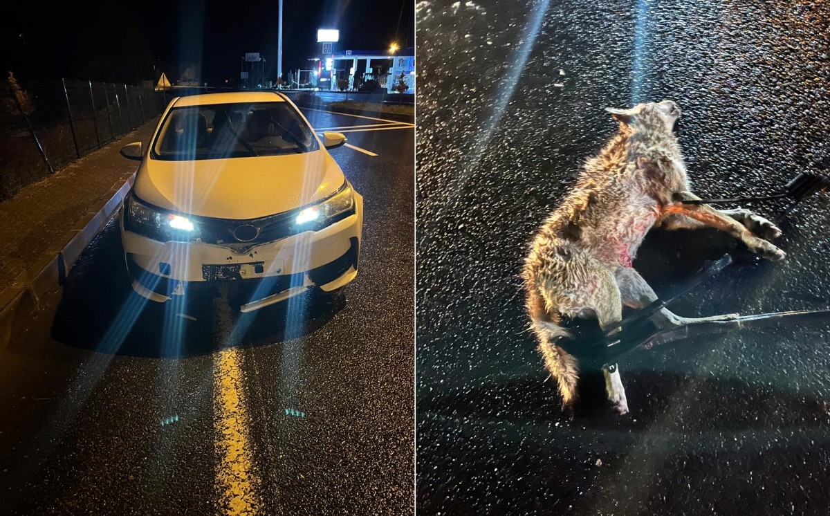 Darende’de Otomobil Kurda Çarptı