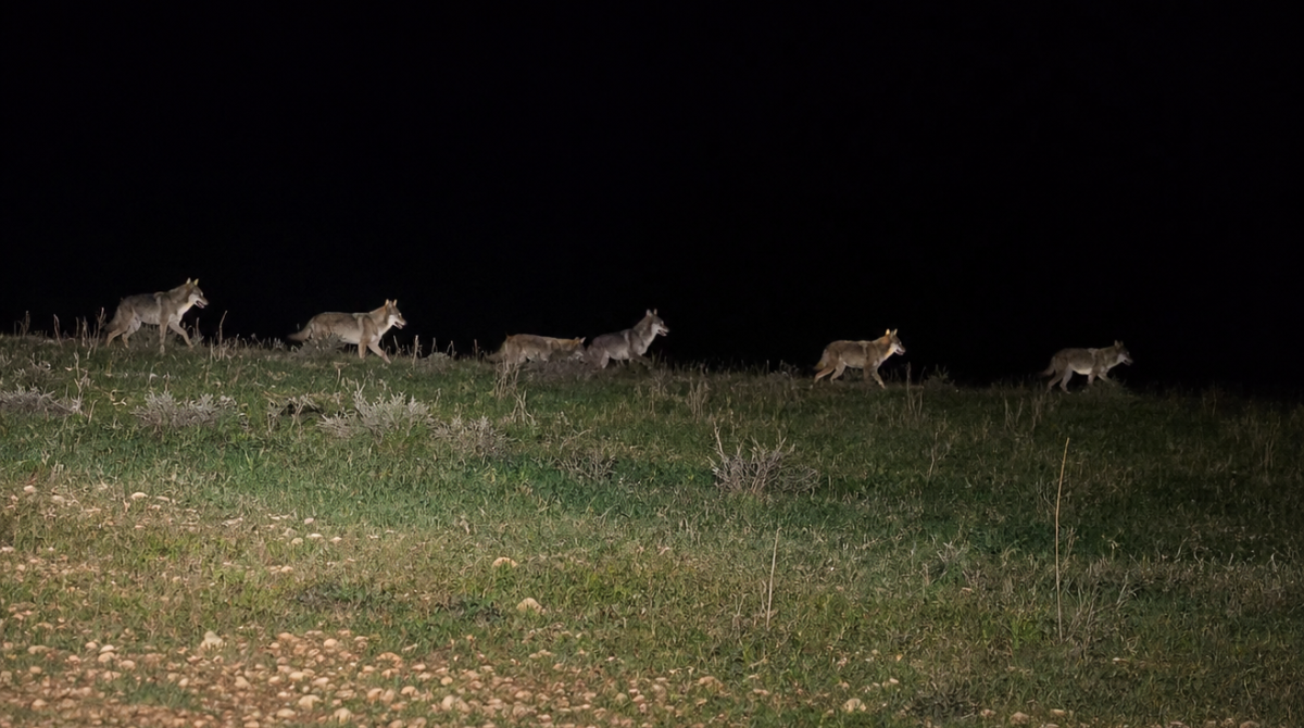 Gece Kurtlar Gündüz Yaban Keçileri Kamerada