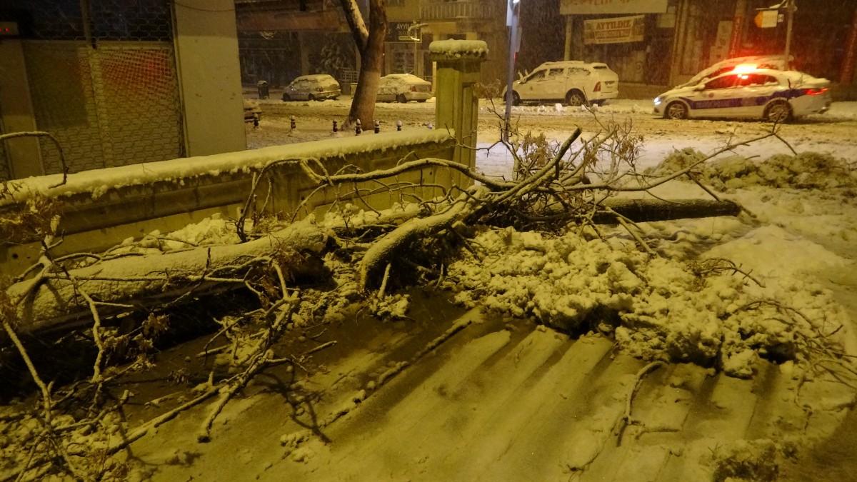 Yoğun kar yağışı ağaçları devirdi